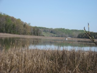 Conservancy-protected marsh on Nanjemoy Creek
