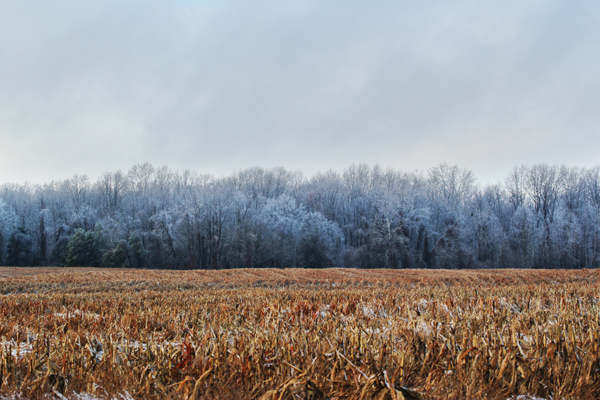 Ice Covered Forest